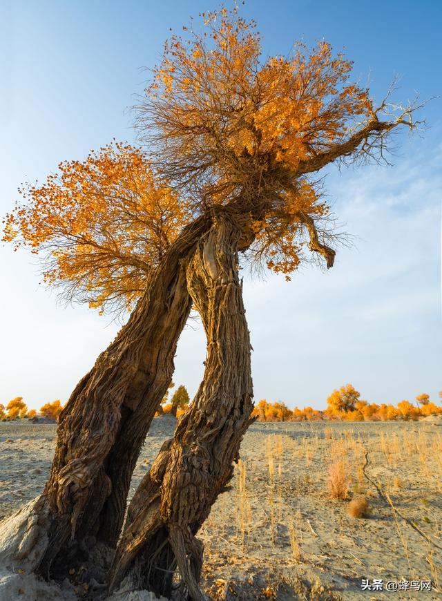 南疆寻秋--富士GFX100 II刻画南疆的雪山、沙漠与胡杨