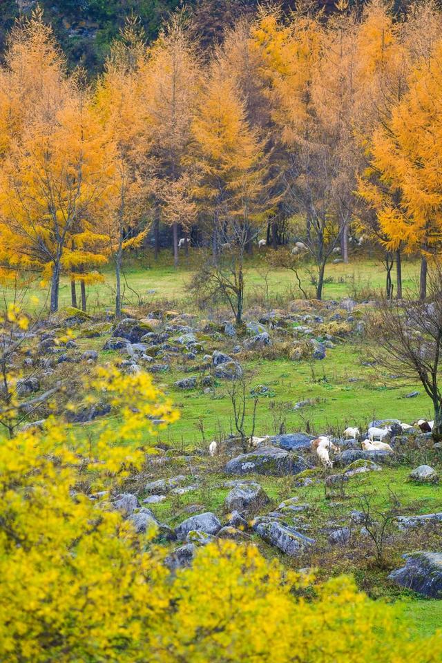 山野拾童趣！带娃来汉中这里，共享秋日亲子好时光~