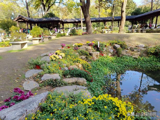 “中山秋韵，菊映盛世”，赏菊南京中山植物园（下）