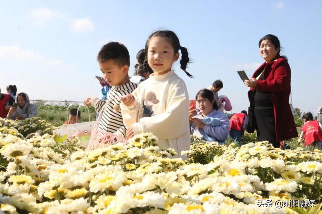 秋游射阳，这片菊海藏不住了！
