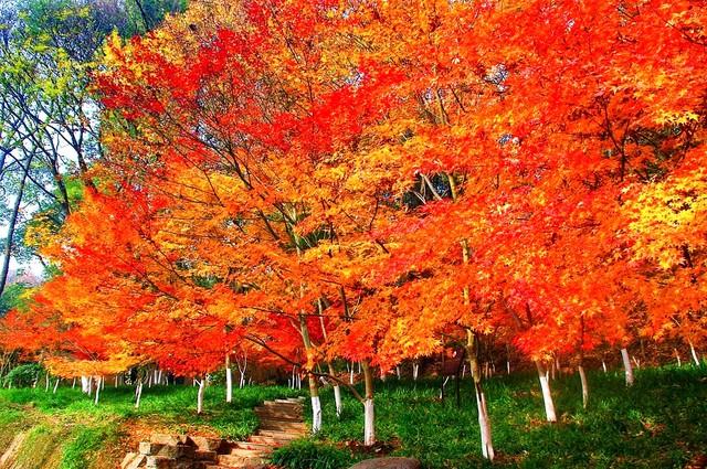 栖霞山强烈预警：赶在降温前快来打卡，红枫最佳观赏期别错过！