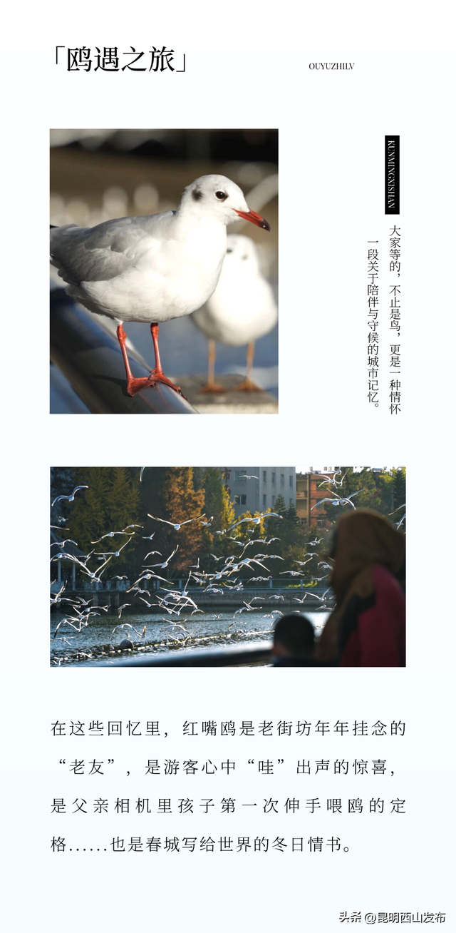 金色滇朴已上线！西山这份独属的浪漫美成昆明冬日封面