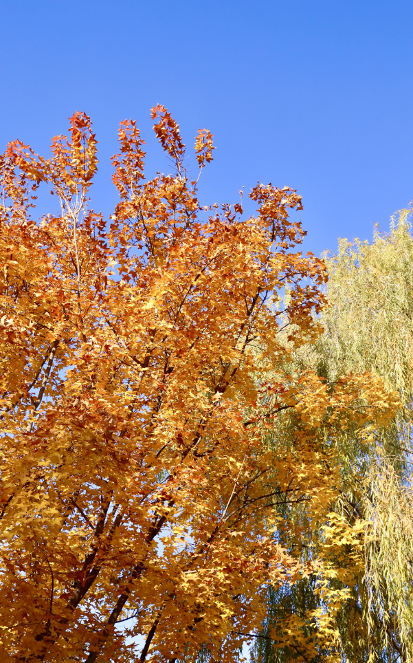 莲花池公园满目鎏金，这个周末等您来赏→