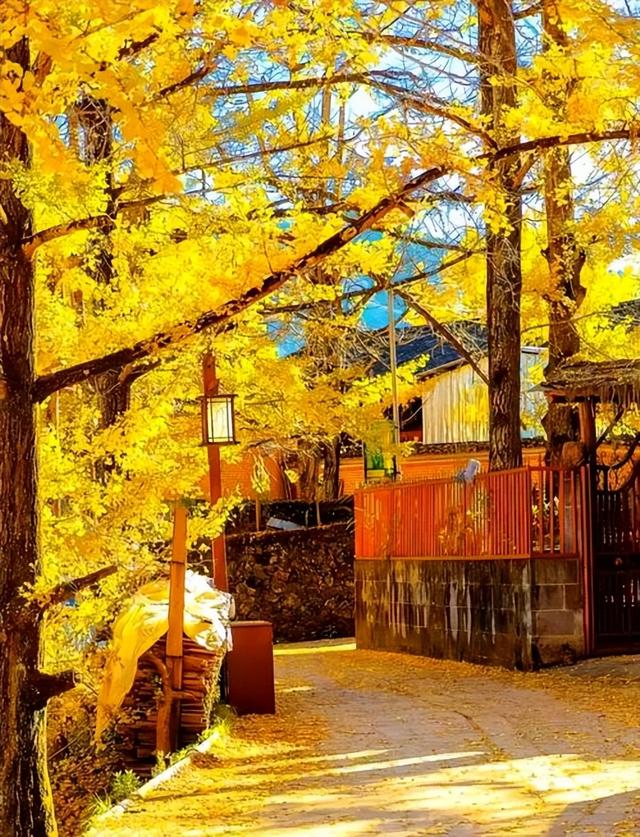 银杏黄金周倒计时！6大秘境+2个宝藏地的终极玩法，错过再等一年