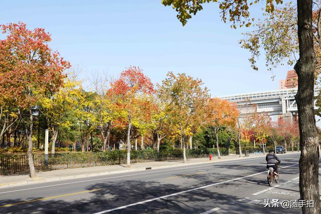 上海：闵行“小外滩”的乌桕“换妆”秋意浓错过成“遗憾”