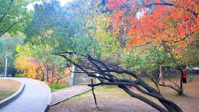 这样的哈尔滨，你见过吗？