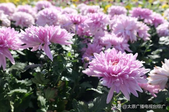 【花漾植物园】太原植物园国庆中秋花卉展，邀您共赴秋日花海盛宴！