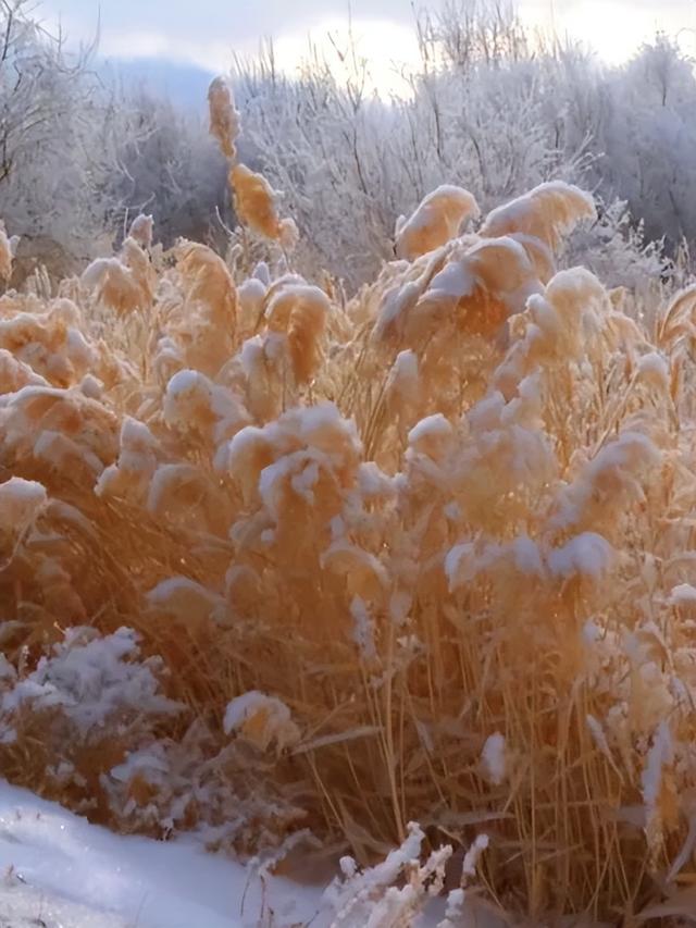 阿克塞县：雾凇漫城 绘就冬日诗意画卷