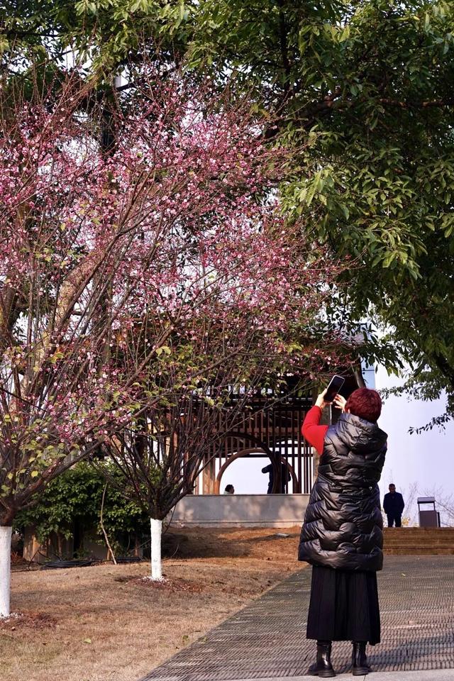 轨道公交直达！重庆红梅花海已上线，速来打卡→