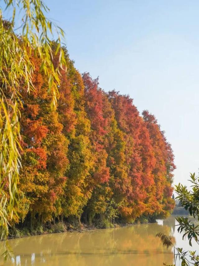 比青山湖人少，比湘湖低调，杭州东北藏着一条“银杏+水杉”组合路线！