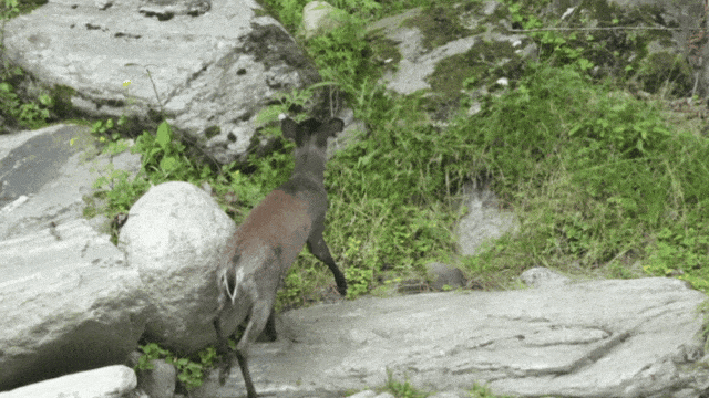 当唐家河“搬”进南京城：一场跨越千里的自然邂逅