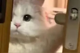 小猫咪表情包来咯：每一个你都会用得上图片