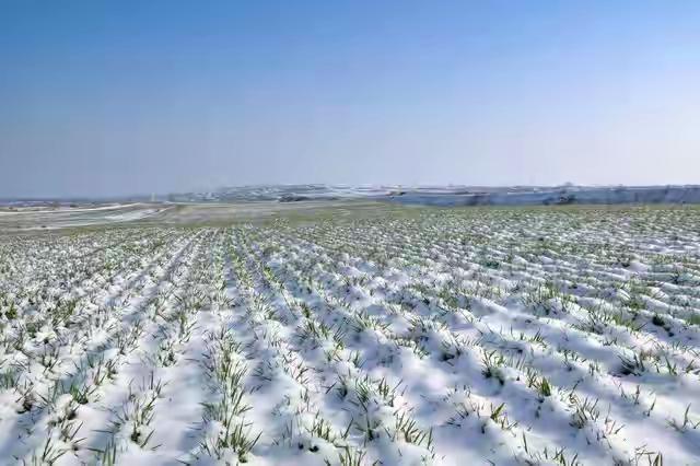 “上午寒露冻死牛，下午寒露暖烘烘”，今年寒露几点？有啥说法?
