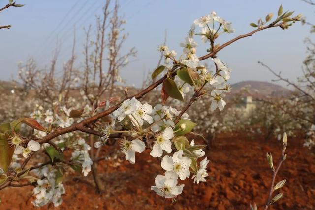 弥渡东谷万亩梨花绽放，赏花正当时！