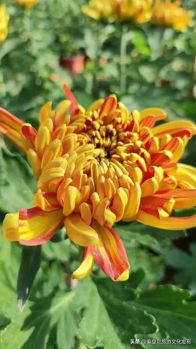 秦皇岛山海关金秋长城菊展开展在即，布展现场抢先看！