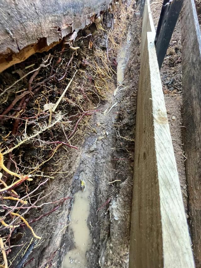 “富不富，院中树”树不是乱种的！院子种树记住三要四不要！