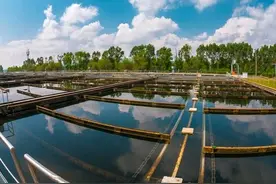 我国的四大家鱼分别是什么鱼？四大家鱼为什么没有鲤鱼呢？图片