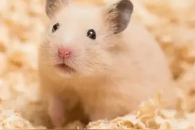 仓鼠：你的口袋大小的宠物朋友图片