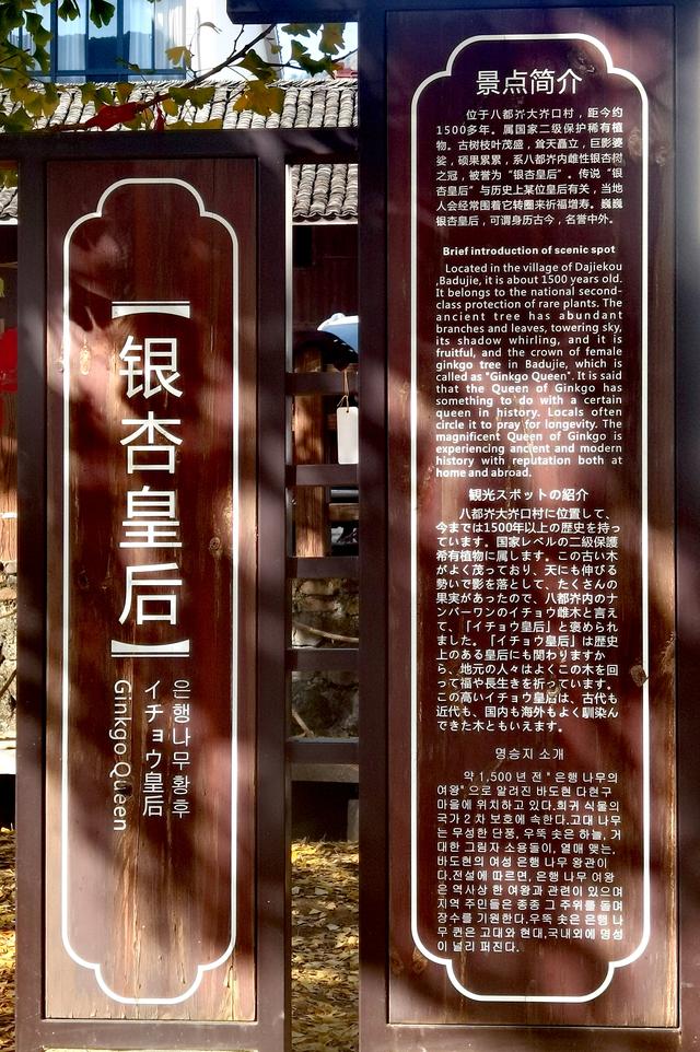 浙江:千年“银杏皇后”在长兴