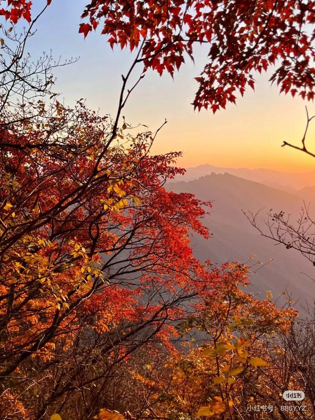 汉中人的私藏赏秋地，一键解锁「无痛爬山+油画森林+云端限定浪漫」的三重体验！