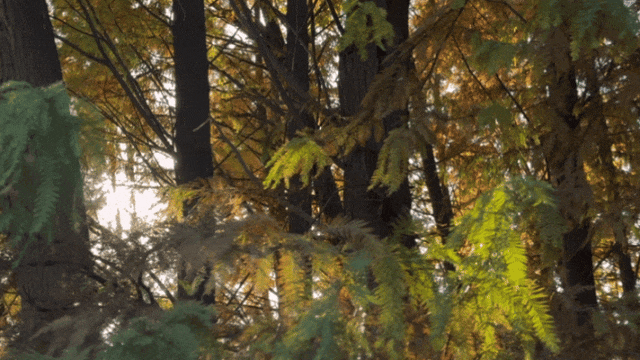 季节限定，丹徒这里“红”了！