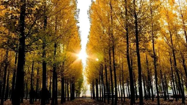 秋深景更美!运城最绚烂时刻到了!