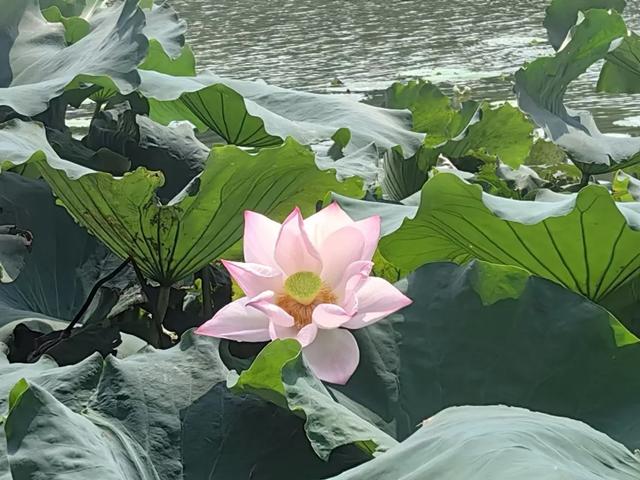 城市印象丨一个随州人的天门行记