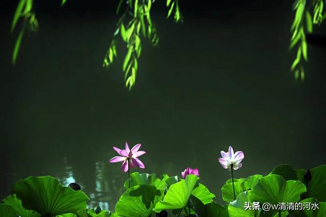 荷花是夏季里最曼妙的风景