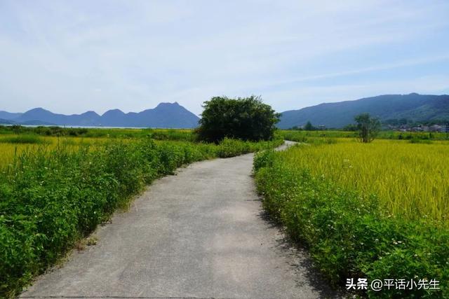 寻找福州八月最美的稻田