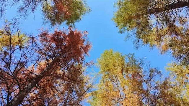 寻美薛城丨初冬池杉红！薛城森林公园五彩缤纷，美得令人心醉！