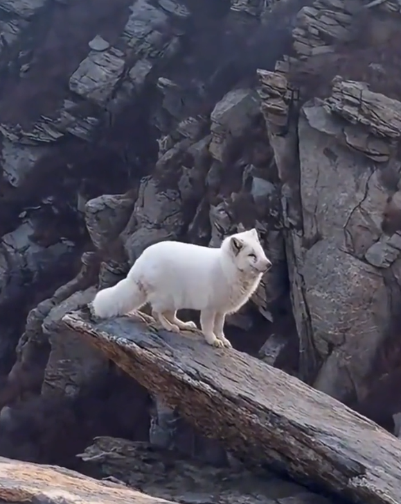 山东烟台，磁山惊现“白狐仙子”，网友：像从神话里走出来的精灵