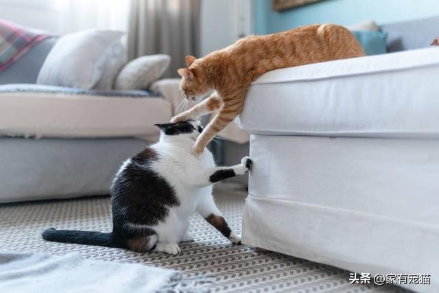 猫咪互动游戏大放送