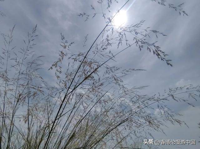 寻找谷力脑包