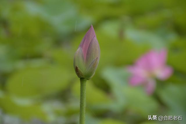 雨中荷花（上）