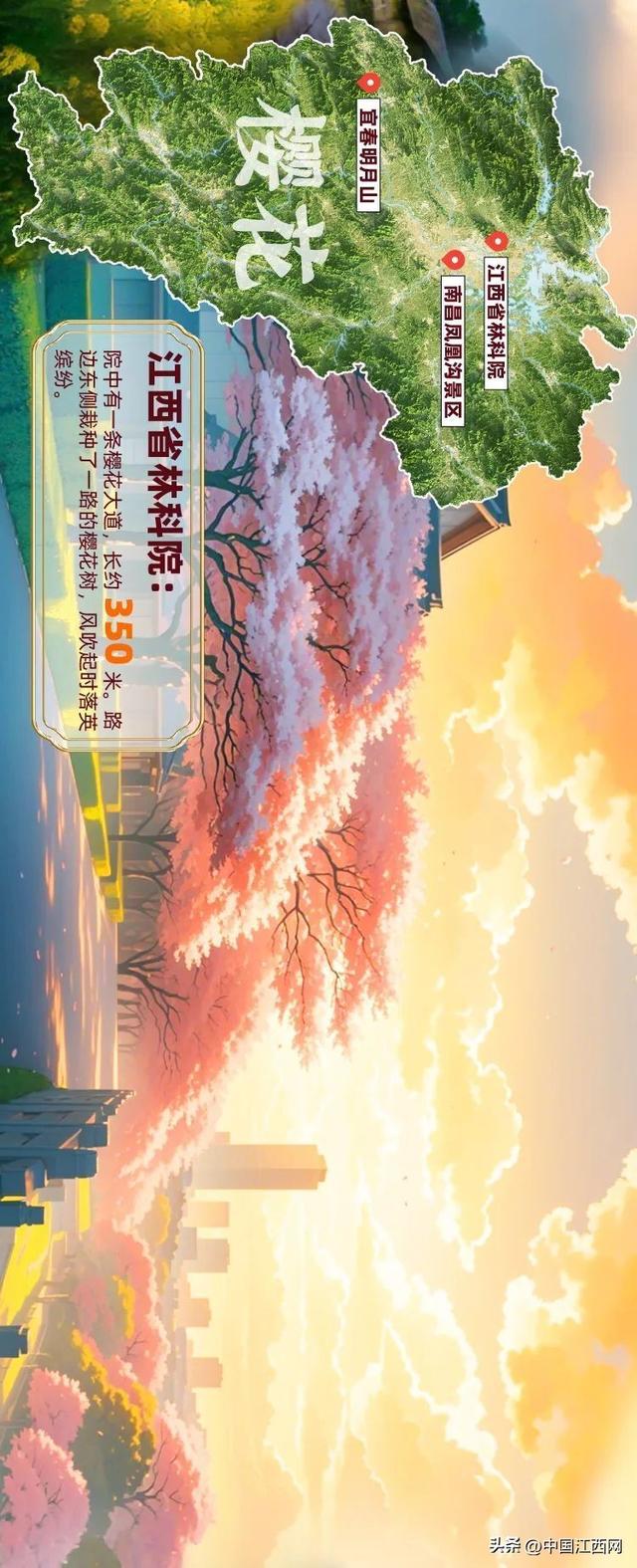 探春花丨江西春日赏花地图正式发布！