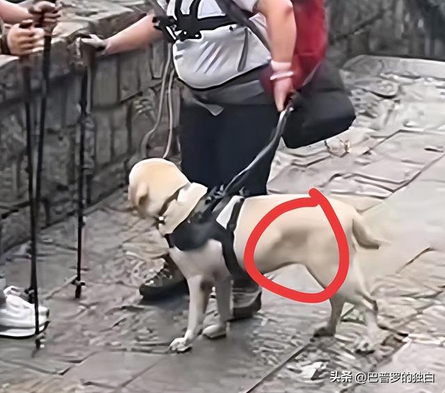 爬泰山的作死夫妻被制裁！导盲犬被收回，身份被扒，家里还有一只