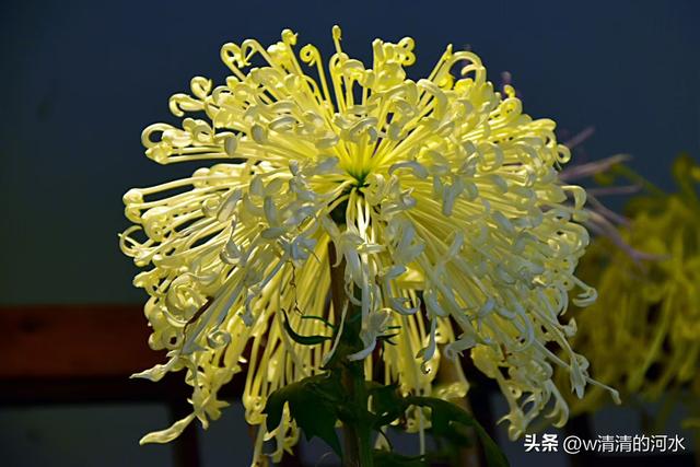 菊花是秋天里美丽的图画