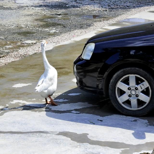 退休自驾游防碰瓷全攻略：教你见招拆招，安心看风景