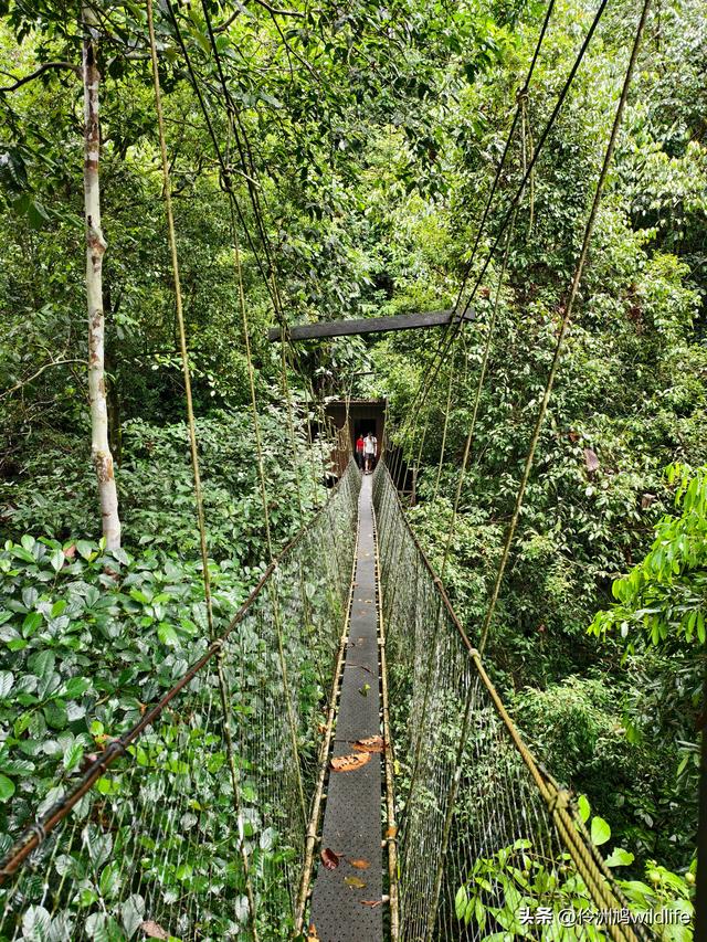 马来西亚(31)砂拉越州⑤姆鲁山canopy树冠高空漫游
