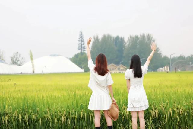 2025成都初秋图鉴｜高粱红、稻田黄、草海粉…限定美景打卡！