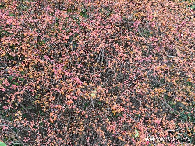 从童年嬉闹到诗意园林——一个北京土著的北海公园记忆