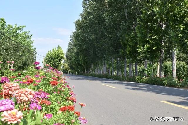 品爆汁肥桃！赏花路秋景！泰安 “小胖城” 一日游就该这么玩！