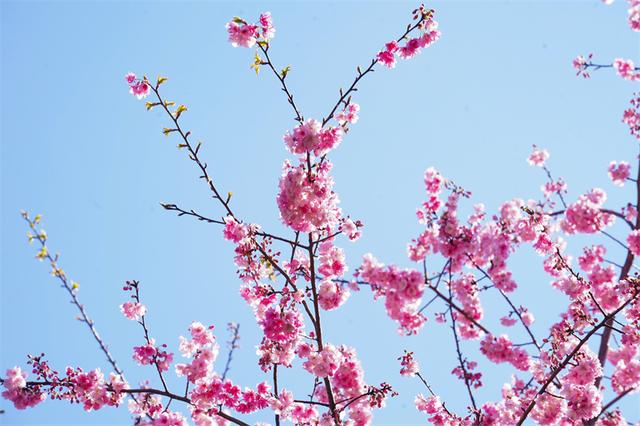 赴富源之约，邂逅新春樱花韵