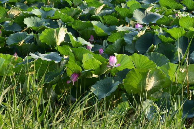 山东泰安东平稻屯洼湿地公园的荷花仙子