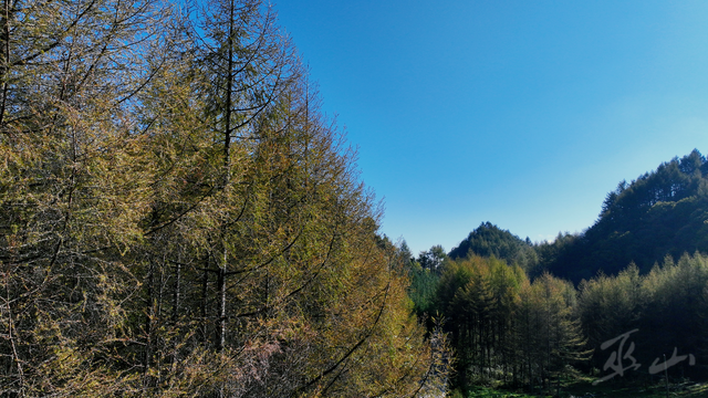 巫山梨子坪：松林初黄 静候深秋