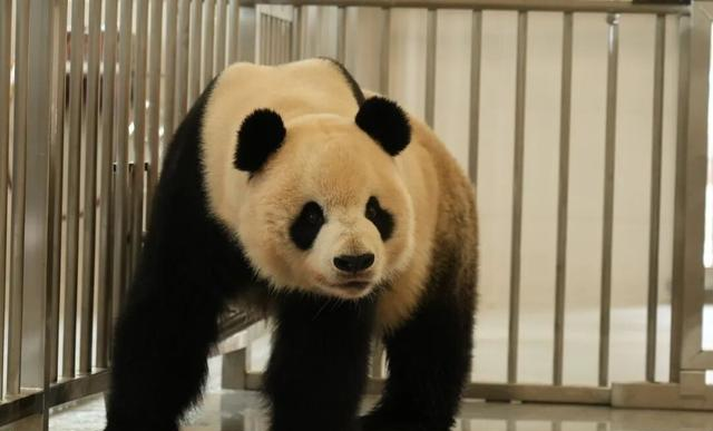 中国大熊猫保护研究中心绵阳基地试运行 13只大熊猫入住新家