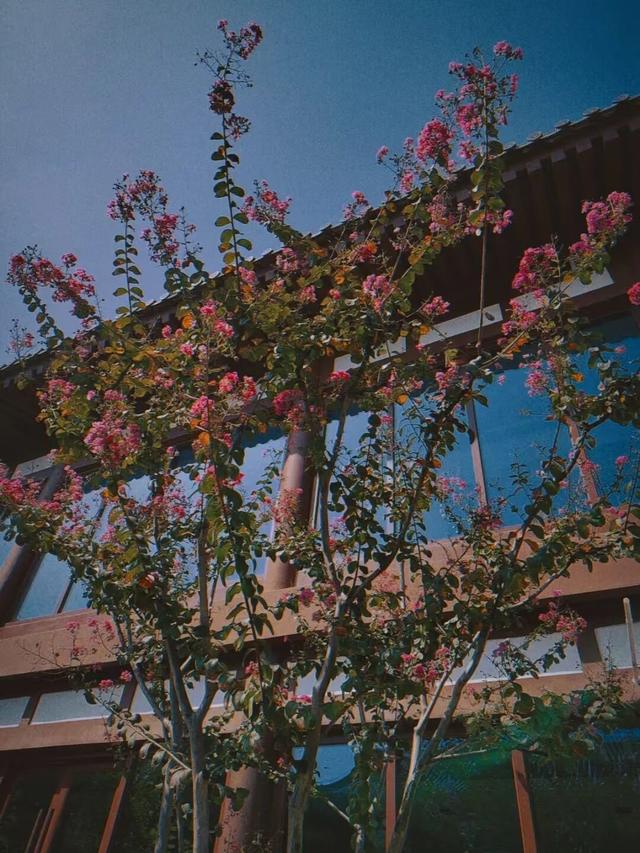 兴庆宫的秋，桂花飘香，花影添色