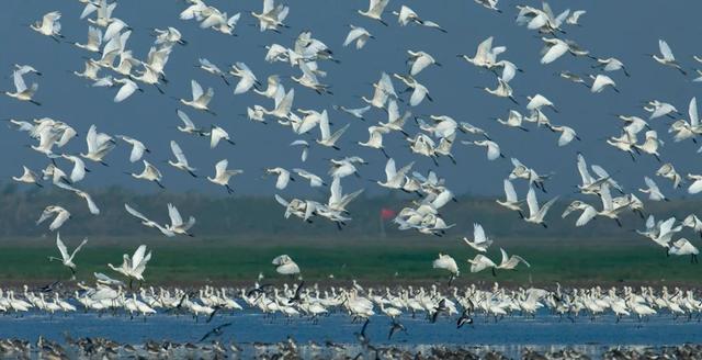 湖北公安 |【万里长江湖北行】鹳䴙䴘鸻鹈鹕鳽鹬鹛鹀䴓鹎，到底怎么读？