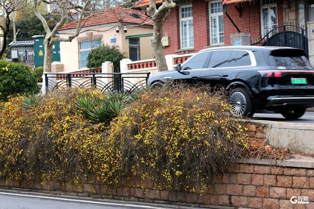 花开迎春，青岛的春天从这一抹金黄开始