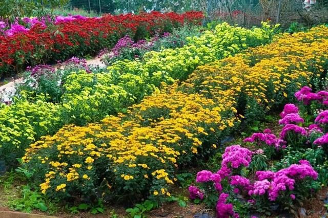 开了! 开了！金堂几百亩菊花已璀璨绽放，快去打卡！